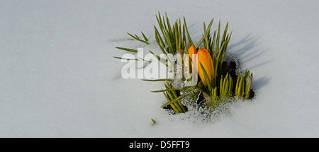 Piccoli fiori Crocus coperte da neve. Altai krai Russia Siberia Foto Stock