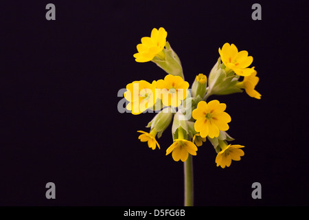 Primula veris "Cabrillo". Cowslips contro uno sfondo nero. Foto Stock