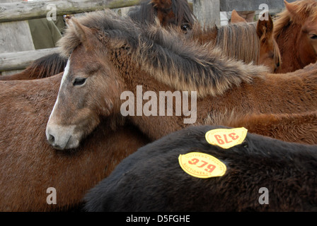 Pony è in attesa di essere venduto presso la New Forest Pony vendita,Beaulieu Road Nr Lyndhurst Foto Stock