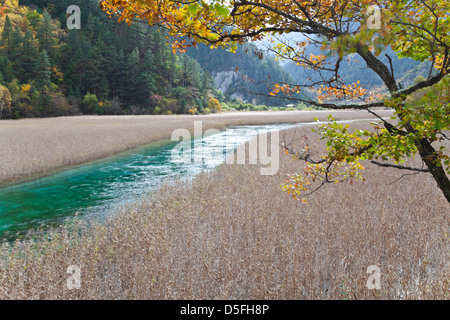 Lago di reed in jiuzhaigou Foto Stock