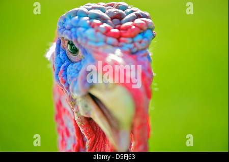 La Turchia close-up colpo di testa, focalizzato sull'occhio. La Turchia ha un blu brillante e di colore rosso ed è impostata su uno sfondo verde Foto Stock