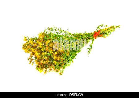 San Giovanni la pena di giallo fiori medici (Hypericum perforatum) mazzetto isolato su bianco Foto Stock