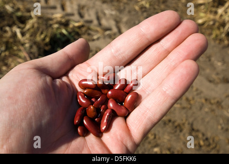 Mano azienda fagioli rossi è pronta per il raccolto. Foto Stock