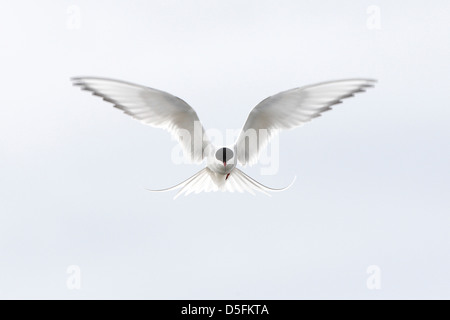 Arctic Tern (sterna paradisaea) passando in volo Foto Stock