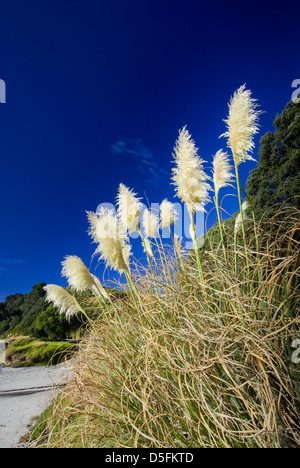 Toi toi impianto alla spiaggia , Baia di Planty, Isola del nord, Nuova Zelanda. Foto Stock