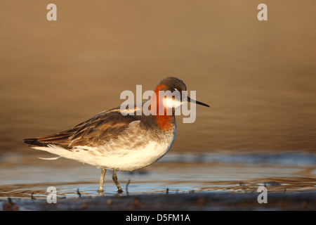 Femmina Rosso Colli (Phalarope Phalaropus lobatus) Nel piumaggio di allevamento Foto Stock