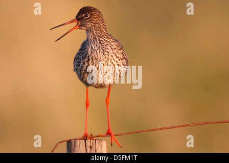 Comune (Redshank Tringa totanus) chiamando Foto Stock