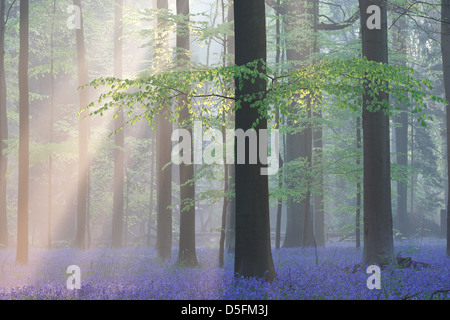 Sunray brilla attraverso la mattina presto la nebbia e bluebells (Endimione nonscriptus) fioritura in primavera nella foresta di faggio Foto Stock