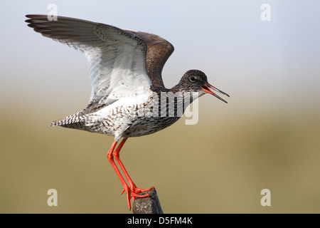 Comune (Redshank Tringa totanus) chiamando Foto Stock