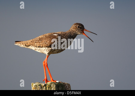 Comune (Redshank Tringa totanus) chiamando Foto Stock