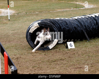 Dog agilità concorrenza, Cornwall, Regno Unito 2013 Foto Stock