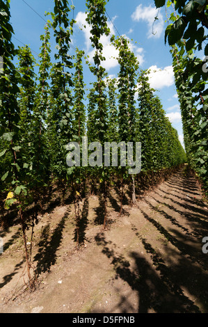 Il luppolo su pali in un campo di luppolo in campagna di Kent. Foto Stock