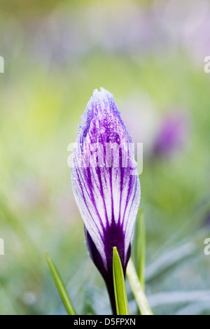 Chiuso fiore Crocus testa su un pupazzo di neve la mattina in giardino. Foto Stock