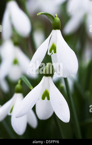 Galanthus nivalis. Snowdrop fiore in inverno. Foto Stock