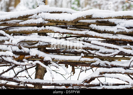 Configurazione di neve su cui hedge in inverno. Foto Stock