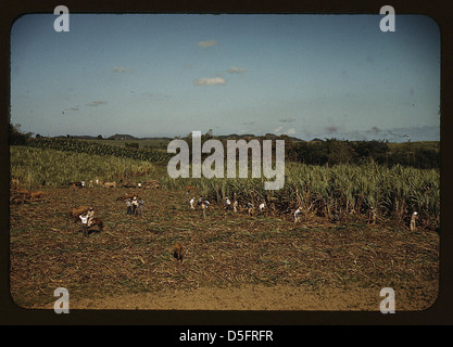 Farm Security Administration mutuatari di raccolta della canna da zucchero in modo cooperativo in una fattoria in prossimità del Rio Piedras, Puerto Rico (LOC) Foto Stock