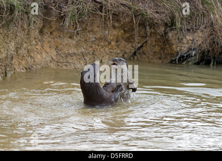 Coppia di lontre, Lutra lutra. Molla. Regno Unito Foto Stock