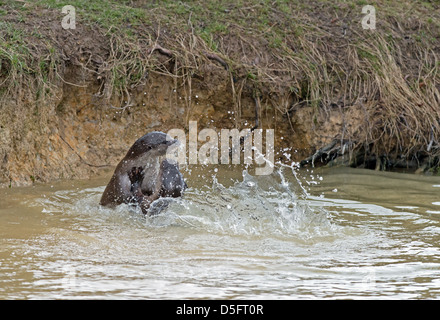 Coppia di lontre,Lutra lutra, giocando. Molla. Regno Unito Foto Stock