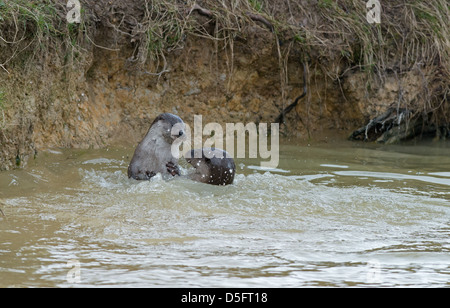 Coppia di lontre, Lutra lutra. Molla. Regno Unito Foto Stock