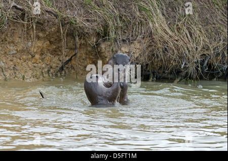 Coppia di lontre, Lutra lutra. Molla. Regno Unito Foto Stock