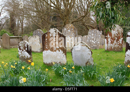 Vecchie lapidi con nuova narcisi in primo piano a St Mary's Church Horsham Sussex England Foto Stock