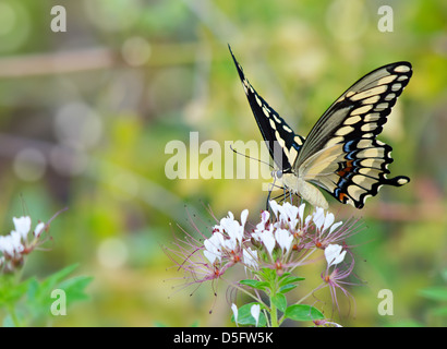 A coda di rondine gigante farfalla (Papilio cresphontes) alimentazione su fiori di campo Foto Stock