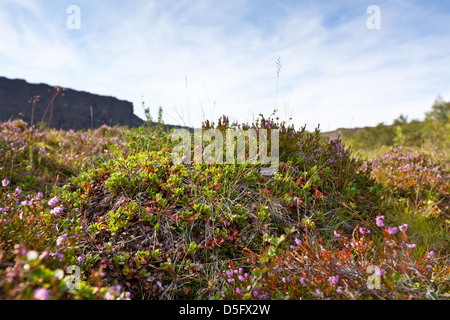 Islanda campo closeup in estate. Cielo blu come sfondo. Inquadratura orizzontale. Foto Stock