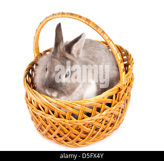 Carino piccolo grigio coniglio silvilago seduta di coniglio in un tessuto cesto in vimini su bianco, ad alto angolo di visione simbolica della Pasqua Foto Stock