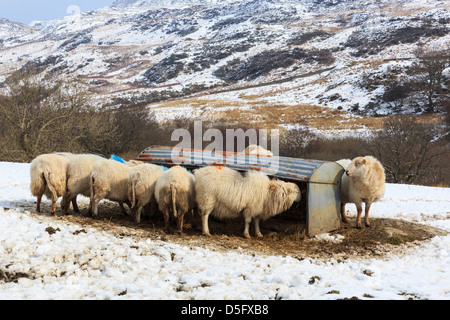 Razza rustica di Welsh le pecore di montagna l'alimentazione da un trogolo di alimentare nella neve su un altopiano di hill farm in Snowdonia uplands. Capel Curig Conwy North Wales UK Foto Stock