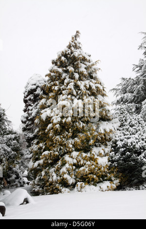 Pino coperto di neve (Pinus) Foto Stock