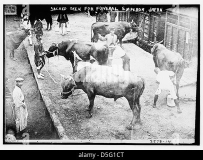 Sacro buoi per i funerali, Imperatore del Giappone (LOC) Foto Stock