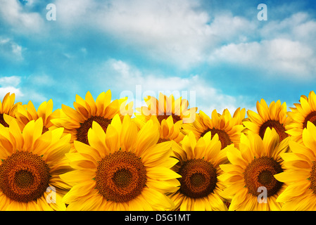 Campo di girasole contro il cielo blu Foto Stock