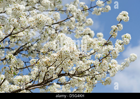 Bradford Pear Tree o Callery Pear, Pyrus calleryana, fioritura a fine marzo in Oklahoma, Stati Uniti Foto Stock