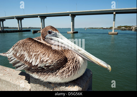 Un Pellicano marrone su un molo di pesca in Sant'Agostino, Florida, Stati Uniti d'America Foto Stock