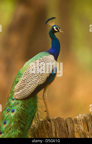 Un pavone seduti su un ceppo di albero Foto Stock