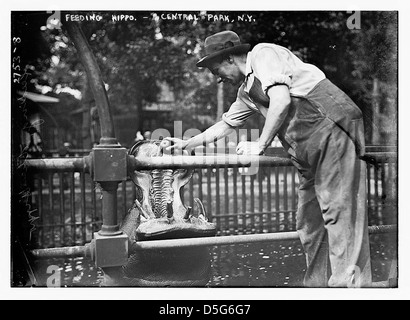 Un uomo nutre un ippopotamo al Central Park Zoo di New York City, catturato con l'animale che apre la bocca. La foto evidenzia l'interazione tra il visitatore dello zoo e l'ippopotamo. Foto Stock