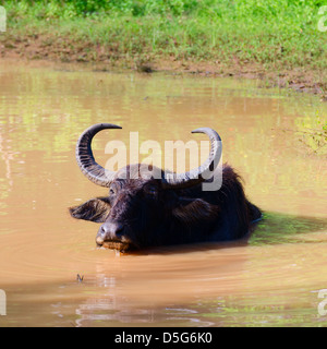 Bufalo d'acqua (Bubalus bubalis) prende un bagno in acqua di fango, Sri Lanka Foto Stock