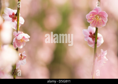 Rosa prugna Fiore su una giornata di primavera Foto Stock