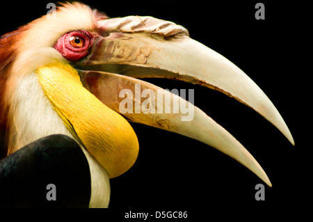 Immagine ravvicinata di un rosso-eyed hornbill Papua in un birdpark presi durante la luce del giorno. Foto Stock