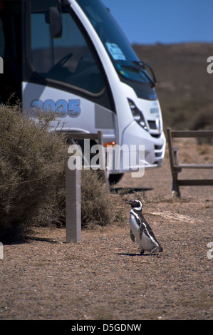 I pinguini di magellano sulla penisola di Valdez di Argentina Foto Stock