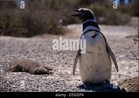 I pinguini di magellano sulla penisola di Valdez di Argentina Foto Stock