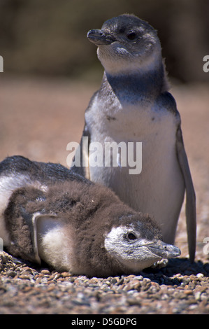 I pinguini di magellano sulla penisola di Valdez di Argentina Foto Stock