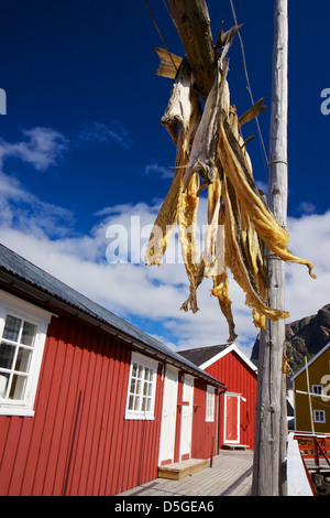 Il modo tradizionale di essiccazione di stock di pesci nel villaggio di pescatori Nusfjord sulle isole Lofoten in Norvegia Foto Stock