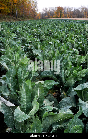 Il cavolfiore in crescita nel campo in Upstate New York. Foto Stock