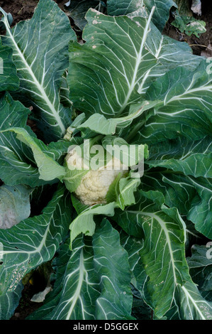 Il cavolfiore in crescita nel campo in Upstate New York. Foto Stock