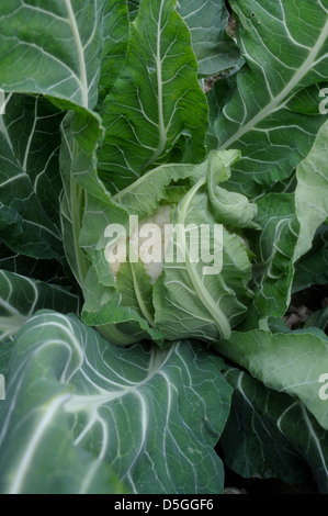 Il cavolfiore in crescita nel campo in Upstate New York. Foto Stock