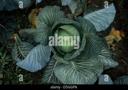 Il cavolfiore in crescita nel campo in Upstate New York. Foto Stock