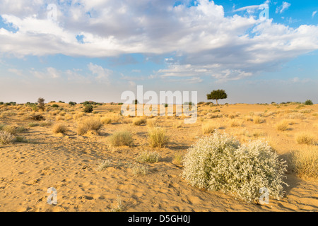 Uno rhejri (Prosopis cineraria) albero nel deserto di Thar (Grande deserto indiano) sotto nuvoloso cielo blu Foto Stock