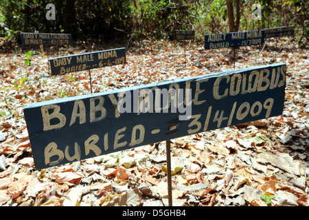 Cimitero di colobus monkey in Baobeng Fiema Monkey Santuario, Ghana, Africa occidentale Foto Stock