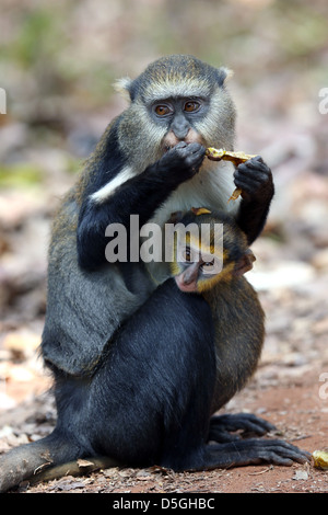 Sacro Mona monkey con il bambino in Fiema Boabeng Monkey Santuario, Ghana Foto Stock